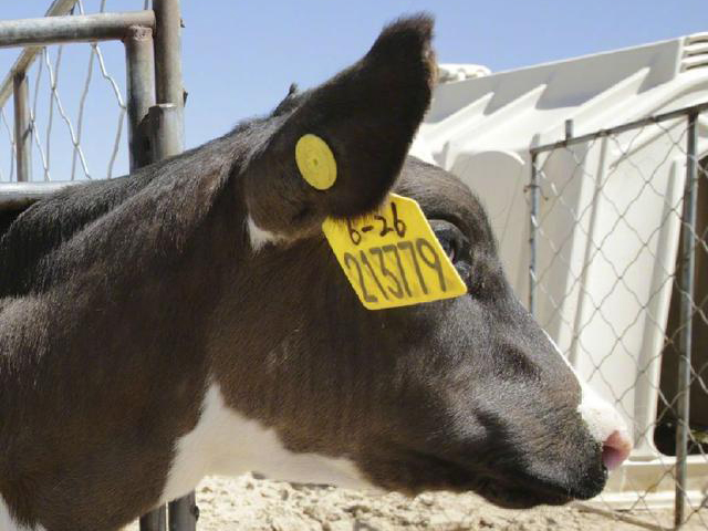 通过牛的牧场认识RFID动物耳标的作用